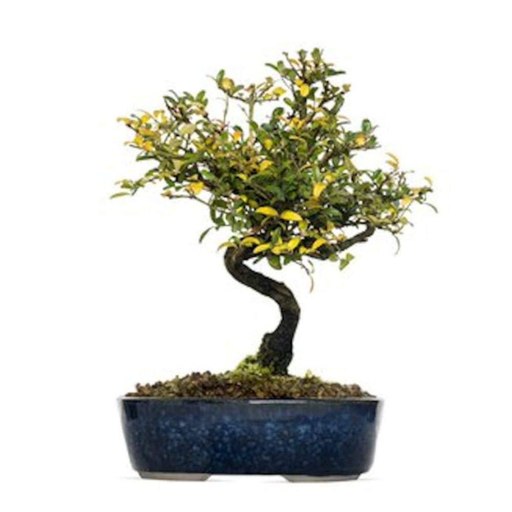 Amazon.com : 10 Amur Honeysuckle Lonicera Maackii Bonsai - Container Plant  Colorful Seeds #SRP99 : Patio, Lawn & Garden