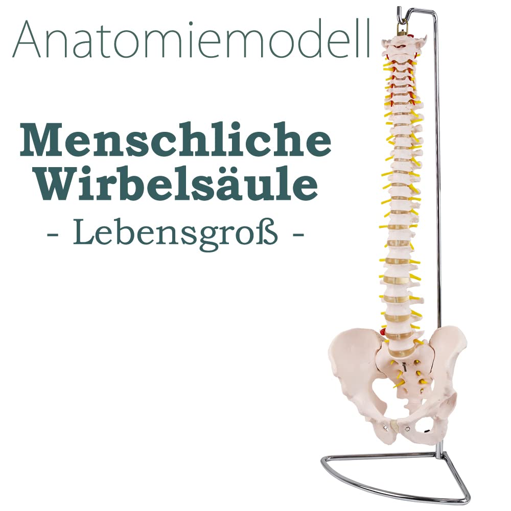 Columna vertebral flexible – Rashi modelo – 75 cm – soporte incluido