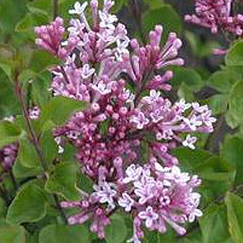 Syringa Meyeri 'Palibin'- Lilas de Chine 'Palibin' 40-60 cm en conteneur