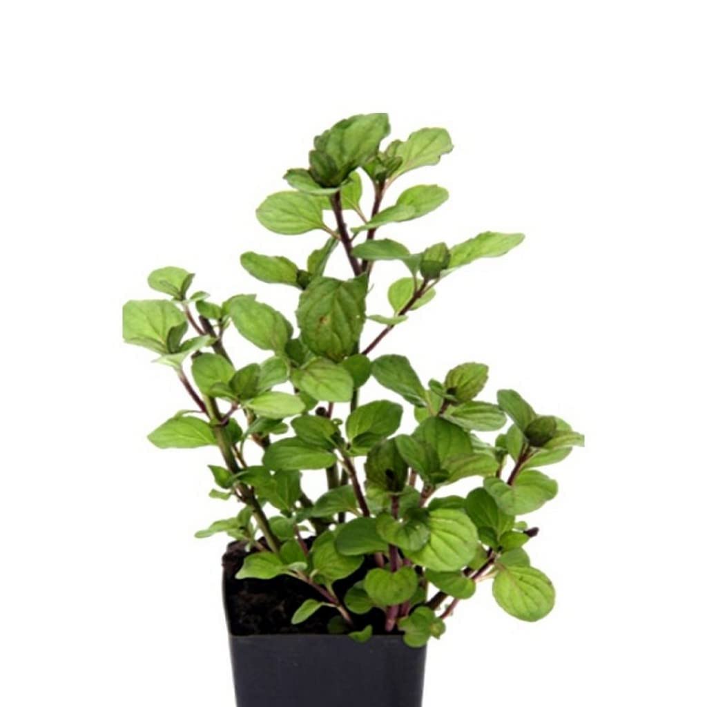 EverSneh Real Mint Live Plant Pudina Plant Kitchen Garden (Healthy Live Plant) Medicinal Plant, Mint Leaves, Garden Mint, (B0BTXCXNP6) Amazon Price History, Amazon Price Tracker