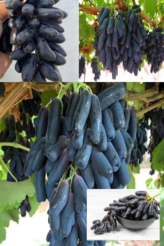 ZXXYANBI Rare Live Black Sharad Seedless Grapes Angoor Layering/Grafted Fruit Plant All Season Amrud (Black) Skin with Fresh Organic Hybrid Dwarf Varieties Fruit (Pack Of-1) Outdoor Live Fruit Tree