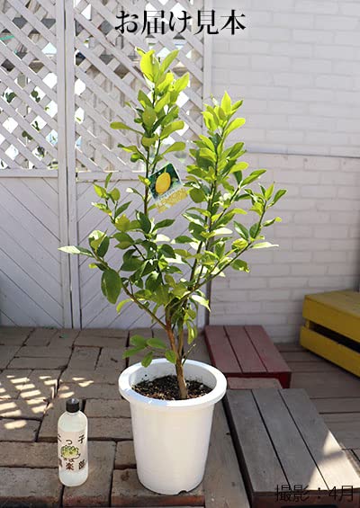 Amazon.co.jp: トゲなしレモン 8号鉢植え 接ぎ木苗 大苗 : DIY・工具