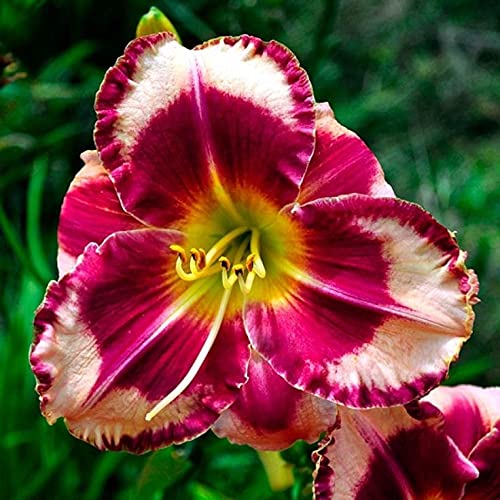 Day Lily Flower bulbs The Day Lily is Pretty and Elegant, The Flower Color is Gorgeous, It Can Be Potted or Planted in The Ground to Decorate The Flower in garden (Pack of 2)-image-10