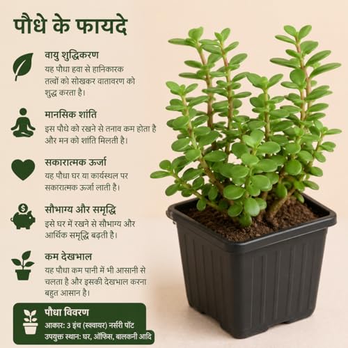 Image of Live Jade Plant,Good Luck Feng Shui Money Plant Succulent Indoor Outdoor Plant, Low Maintenance, Natural Green Foliage for Home Decor, Living Room & Office Desk with pot (pack of 1)