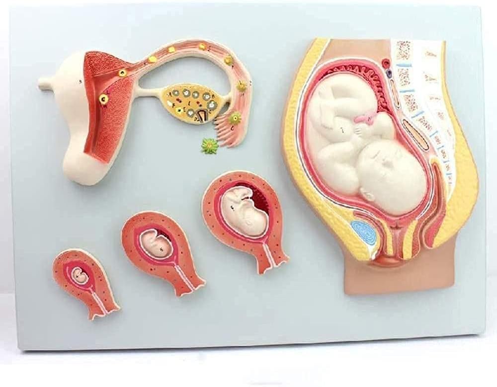 Skeleton Model Human Embryonic Development Process Model Embryo Model of Fertilized Egg Uterus Tissue Female Pregnancy
