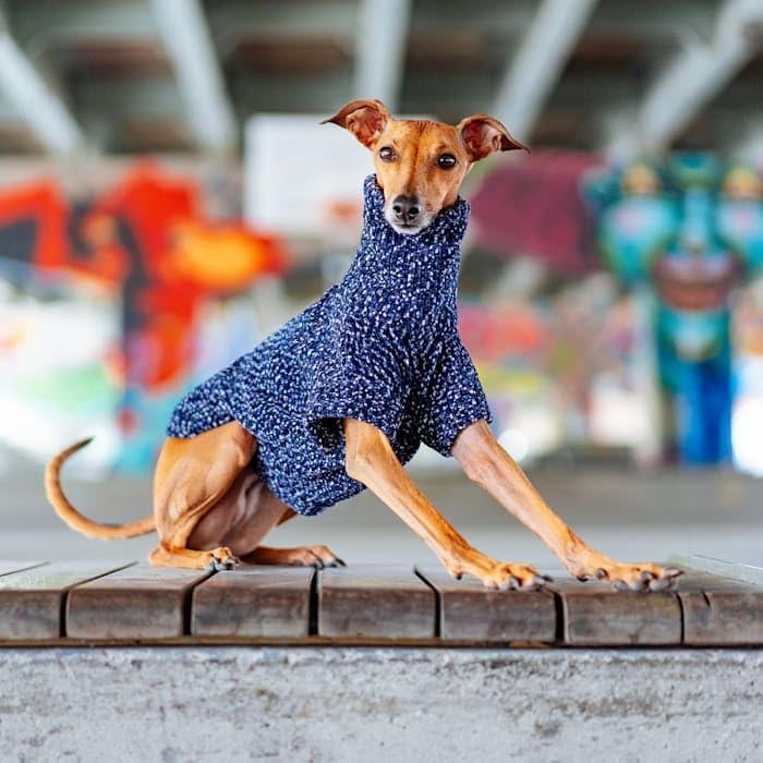 Navy Mix Turtleneck Sweater by Canada Pooch