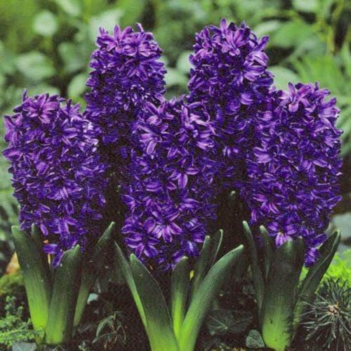 Sfuso Giacinto bulbi,Piante perenni,Giacinto pianta vera,resistenti al freddo,Tagliare,Facile da curare(non artificiali)-2 bulbi-H