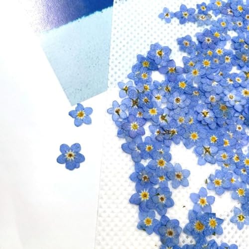20 piezas flores secas prensadas Purple Forget Me Not para manualidades miniatura 5