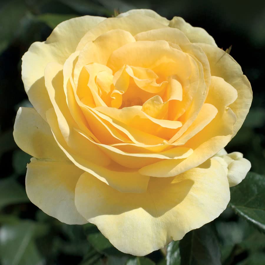 Carbeth Plants Scented Rose Mix - in 2L Tall Rose Pot (Yellow Sunshine)