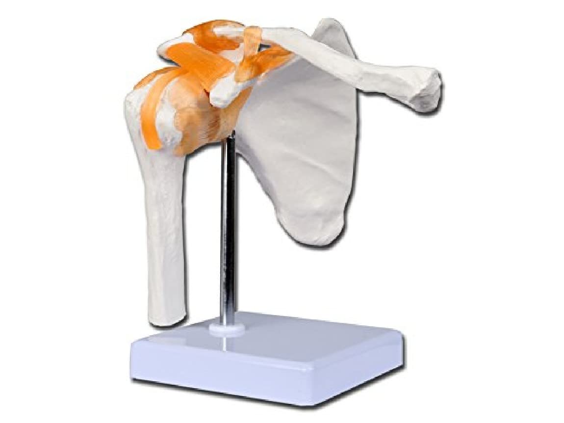 Gima - Shoulder Anatomical Model, Clavicle, Joints and Ligaments, Value Line, Magnification 1 X