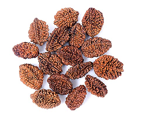 Image of Vado Certified 2 Mukhi Rudraksha with Authentic Lab Certificate Genuine oval shape Indian Natural Beads (2 Mukhi)