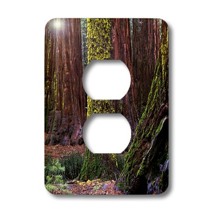 Prise double Yosemite Sequoia Trees décorative et résistante - 3