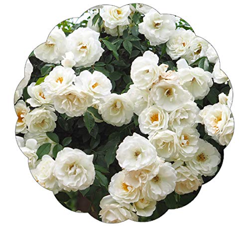 Best White Climbing Rose