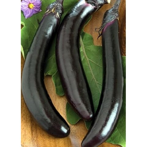 TROPICA - Aubergine - Orient Express (Solanum melongena) - 10 Seeds - Vegetable specialities Cover