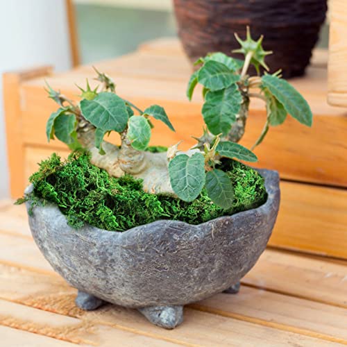 Fake Moss Artificial Moss For Potted Plants Greenery Moss Home Decor Fairy Garden Crafts Wedding Decoration Fresh Green Winter Jasmine Artificial Flowers (A, One Size) #TOP2