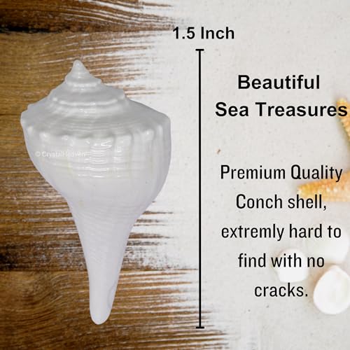 Image of Certified Dakshinavarti Shankh Original - Large Sankha for Puja Shell for Rituals and Decor - Authentic Dakshinavarti Shankh for Sacred Ceremonies Conch Sea Shell