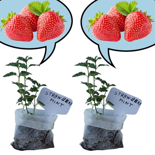 Strawberry Mint Plants. Live, Fragrant, Fresh, Edible. Easy Grow. Indoor/Outdoor. (2 Mint Bags)