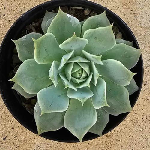 \i@j 7.5cm|bg A GPxA Echeveria Y  ϗtA CeAO[ 񂹐A ke 1{ 1