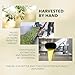 Frantoia Extra Virgin Olive Oil from Italy - Fruity, Unfiltered, Cold Extracted Authentic Sicilian Olive Oil - Fresh Harvest, Imported From Italy - 33.8 fl oz - Pack of 2
