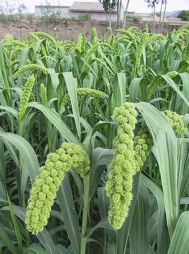 Amazon.com : Foxtail Millet Seeds for Planting | German Millet