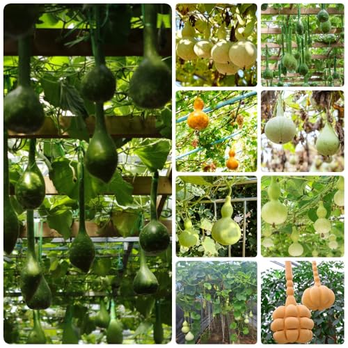 comprar semillas de calabaza de botella, balcón invernadero regalos sostenibles jardín balcón exterior semillas 65pcs