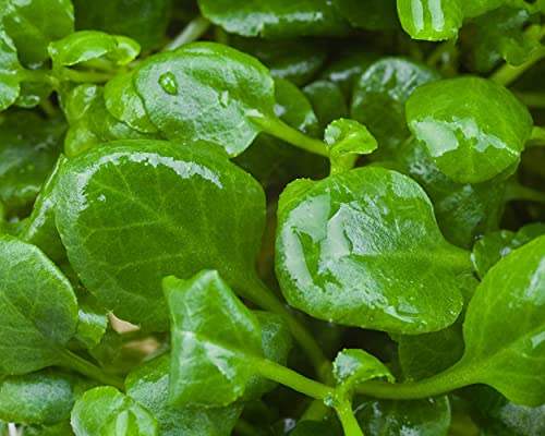 Zwerg-Kardinalslobelie/Lobelia cardinalis Mini - NatureHolic In-Vitro...