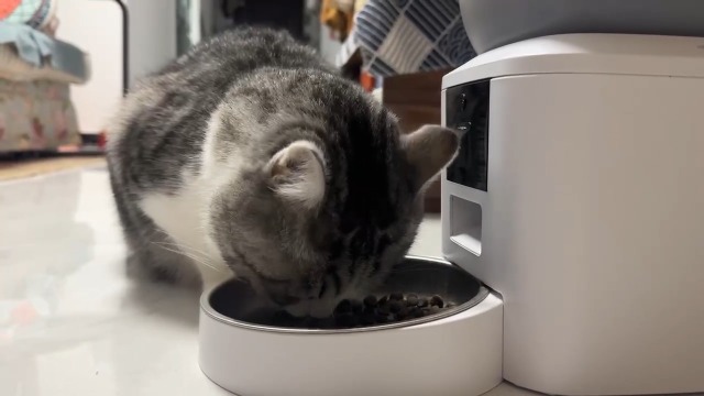 ペット 自動給餌器 ❁⃘*.ﾟ ペット自動給餌器 わんにゃんぐるめ CD-300 (TC) : アイリスプラザ