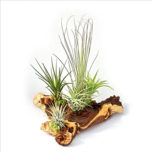 Tillandsias sur Mopaniwurzel exotenherz pour végétaliser un salon moderne