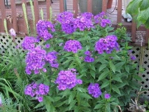 Miniatura 3 de Alto Púrpura Phlox Paniculata Jardín Verano Nativo Colibrí Flor jocad (10 Semillas)