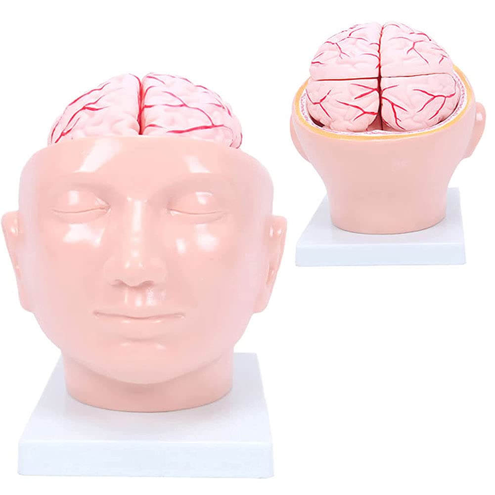 Junzhen Human Cerebral Artery Brain Model Life Size Medical Head ...