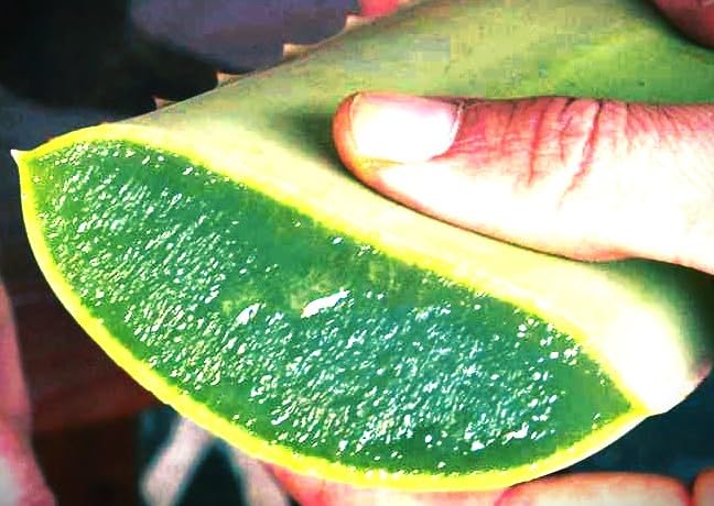 Miniatura 3 de (2 unidades) Espuma limpiadora Aloe Vera 92% con cepillo de masaje cómodo y suave