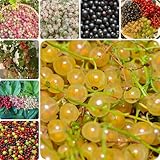 50 piezas Semillas de grosella - Semillas de plantas exóticas. Grosella espinosa - semillas de grosella - Suculentas plantas en macetas resistentes y resistentes Árbol bonsái real,