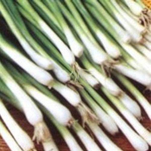 Amazon.com : Tokyo Long White bunching Onion - Delicious!!! SO