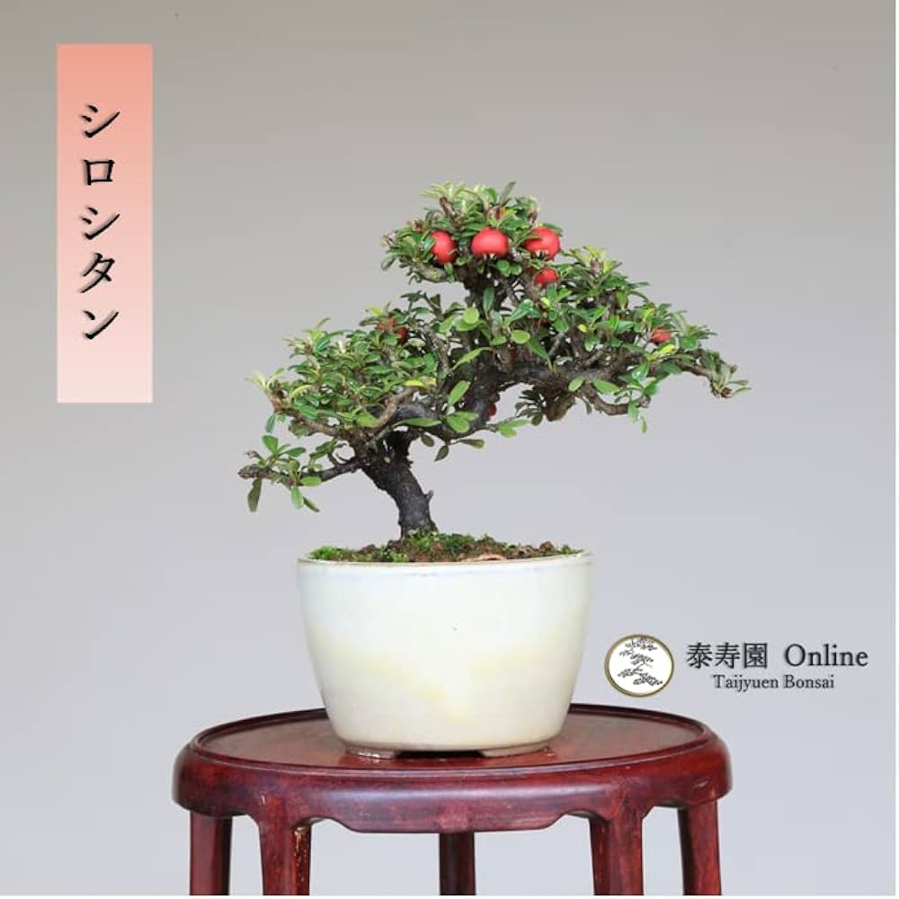 Amazon.co.jp: 『白紫檀』シロシタン ミニ盆栽【泰寿園 Online