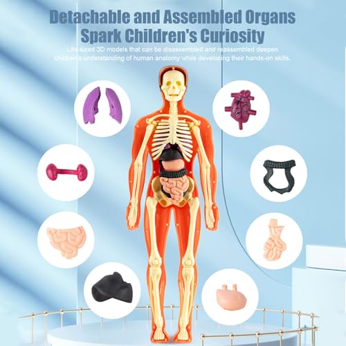 Modèle d'anatomie 3D visualisé détachable pour enfant - 5
