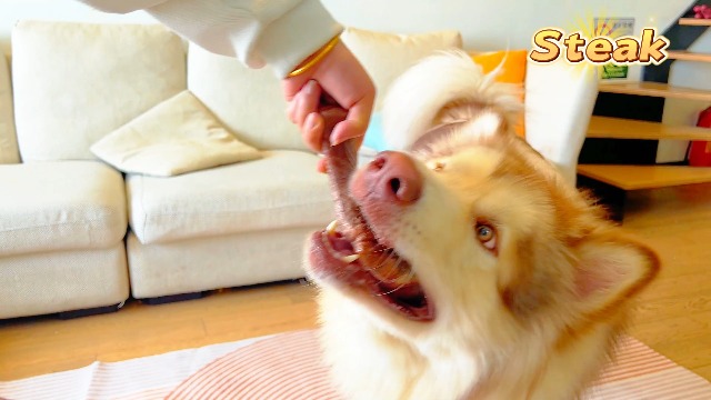 Dog Chew Toys for Aggressive Chewers：2 Pack Indestructible Dog Toy for Large Breed- Tough Nylon Teething Bone Toy to Keep Them Busy - image 7