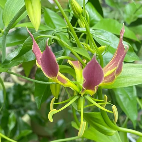 bulbi di giglio fiamma - da giardino giglio torcia, perenne resistente bulbi di, da balcone resistenti, per balconi 3pcs