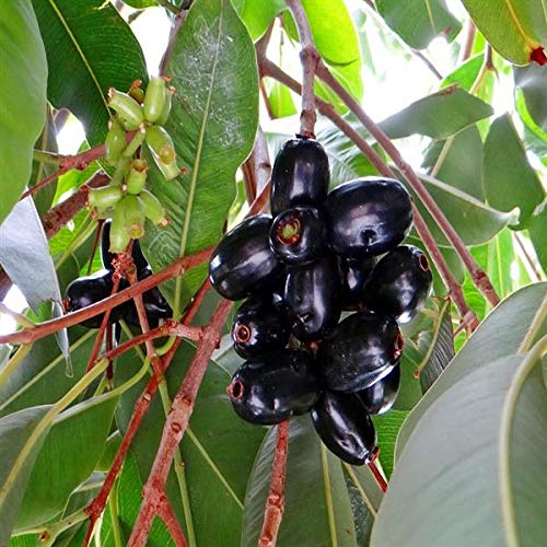 EdensField Grafted Rare Exotic Syzygium Cumini (Jambolan/Java plum ...