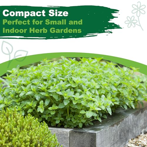 TKE Farms & Gardens - Oregano Seeds for Planting, 3000+ Non-GMO Heirloom Seeds, 500mg, Open Pollinated Perennial Herb, Origanum vulgare, for Indoor & Outdoor Gardens, Qty 1 - Image 7