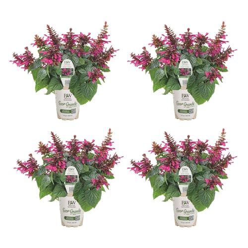 Proven Winners Rockin Fuchsia Salvia Live Plant Eco+ Grande 4 Pack