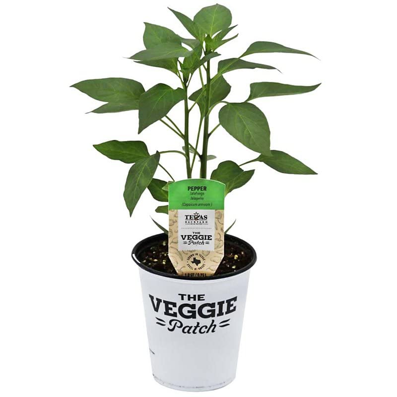 Pimiento de Jalapeño Natural Planta para Cultivo Exterior