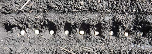 Herramienta para Jardín para Plantar Semillas miniatura 5