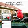 Smart Bird Feeder with Camera Solar Powered, 2K HD Video, AI Bird Species Identification, Instant Arrival Alerts, Weatherproof Design for Effortless Birdwatching, Best Gift for BirdLovers, Red #2