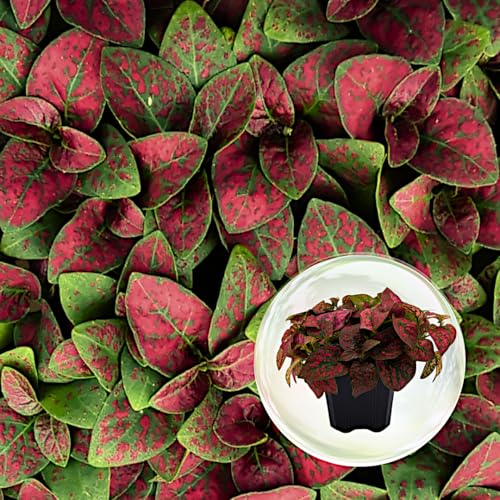 Polka Dot Plant (4-Pack) - Live Houseplants, Small Indoor Plants, Hypoestes Red - Colorful, Air-Purifying House Plants