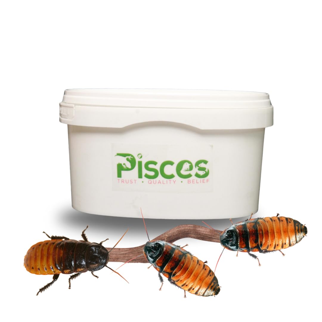 Truebugs Live Madagascar Hissing Roach (Nymph) Nature Lovers Fascinating Behaviors, Eco Friendly (3 pcs Juveline) (B0CRZ6P1S5) Amazon Price History, Amazon Price Tracker