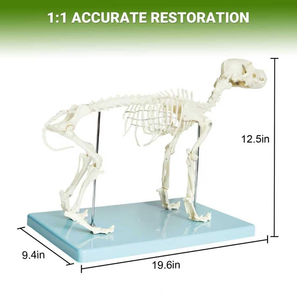 Modell eines Hundeskeletts, Hundeskelett-Anatomiemodell 12,5" X19,6 X9,4, Hundeanatomiemodell mit abnehmbarem beweglichem Kiefer anatomische Anzeige für Veterinärlehre akademisches Labor