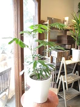 518ZOGi88pL._AC_UF350, 518ZOGi88pL._AC_UF350,