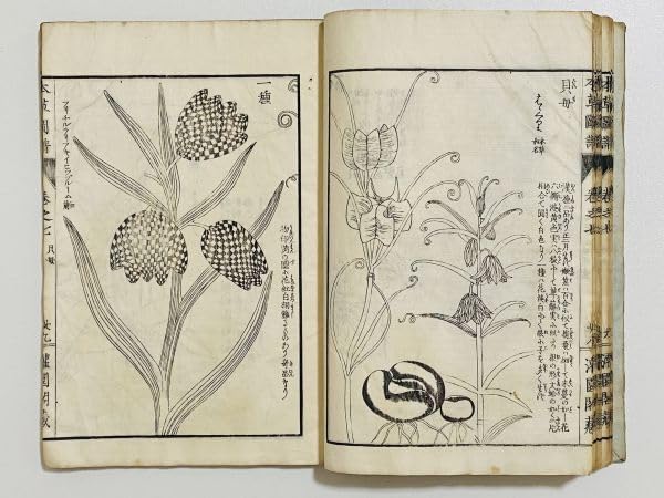 日本山草図譜 日本山草図譜(五百城文哉 画) / 古本、中古本、古書籍の通販は