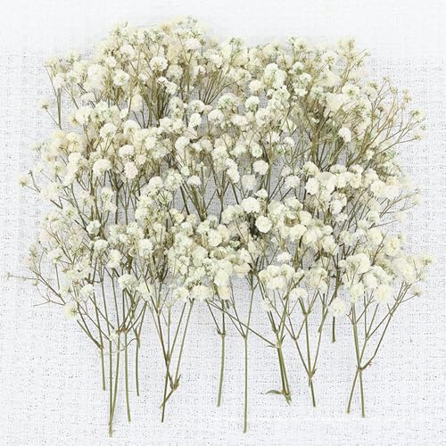 Set de 50 tallos de Gypsophila seca para decoración miniatura 6