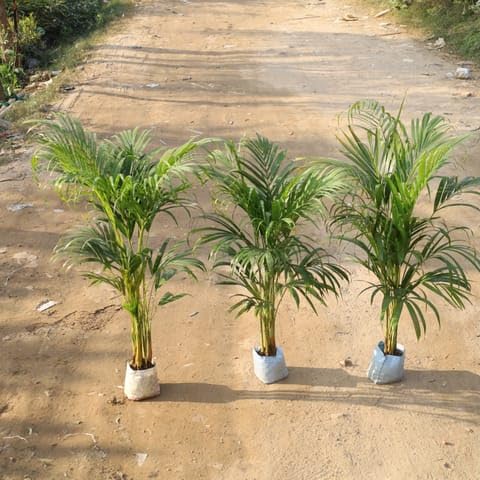 NATURE GARDEN Bloomify Plants Set Of 3 - Air Purifier Areca Palm indoor in 8 Inch Nursery Bag-image-45